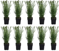 2-3 Meter Becher-Eibe 'Groenland', 10 x ca. 50 cm