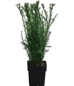 2-3 Meter Becher-Eibe 'Groenland', 10 x ca. 50 cm