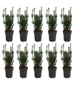 2 Meter Becher-Eibe 'Hillii', 10 x ca. 40-50 cm