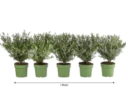 1 Meter Berg-Ilex 'Glory Gem', 5 x ca. 35 cm