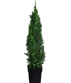 2-3 Meter Gartenzypresse 'Little Spire', 10 x ca. 30 cm
