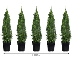 1-1,5 Meter Gartenzypresse 'Little Spire', 5x ca. 30 cm