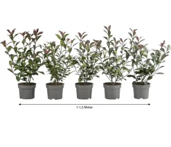 1-1,5 Meter Purpur-Glanzmispel 'Carre Rouge', 5 x ca. 20-35 cm