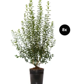 4 Meter Wintergrüner Liguster 'Atrovirens', 8 x ca. 150-175 cm