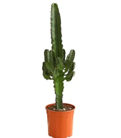 Abessinische Wolfsmilch - Euphorbia abyssinica