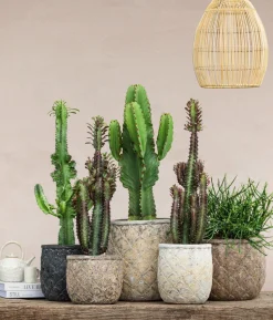 Abessinische Wolfsmilch - Euphorbia abyssinica