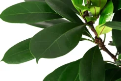 Afrikanische Feige - Ficus cyathistipula