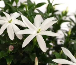Afrikanischer Jasmin