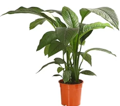 Air So Pure® Einblatt - Spathiphyllum wallisii 'Sensation'