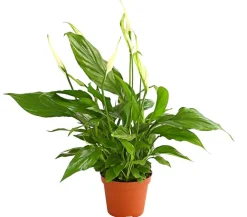 Air So Pure® Midi Einblatt - Spathiphyllum wallisii