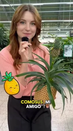 Ananaspflanze - Ananas comosus
