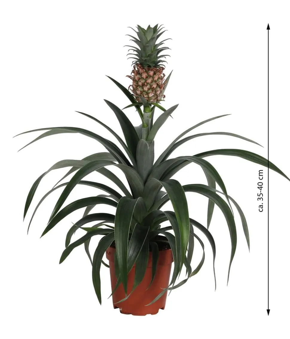 Ananaspflanze - Ananas comosus