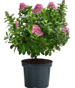 Andenstrauch 'Pink Elle'