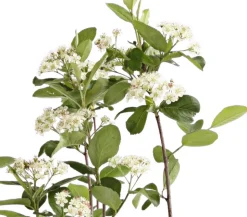Apfelbeere, Aronia 'Viking'
