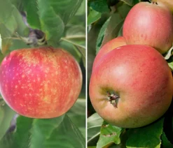 Apfel-Duo 'Alkmene/Goldparmäne'