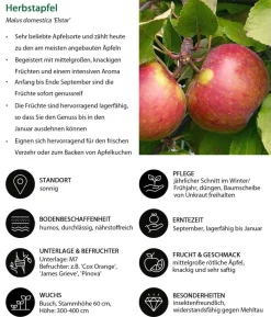 Apfel-Duo 'Elstar/James Grieve'