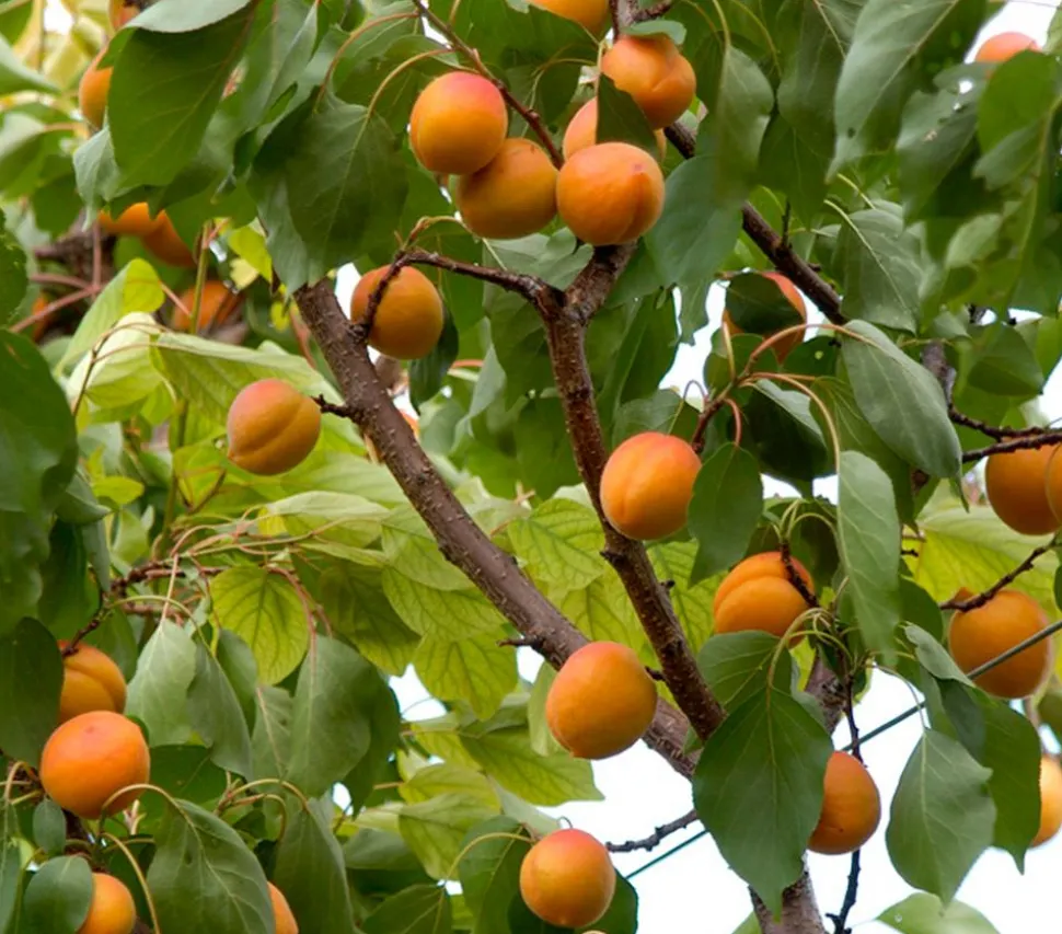 Aprikose 'Hargrand'