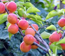 Aprikose 'Kuresia'
