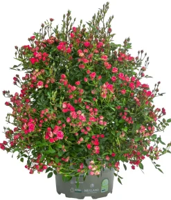 Balkonrose 'Lilly Rose®'