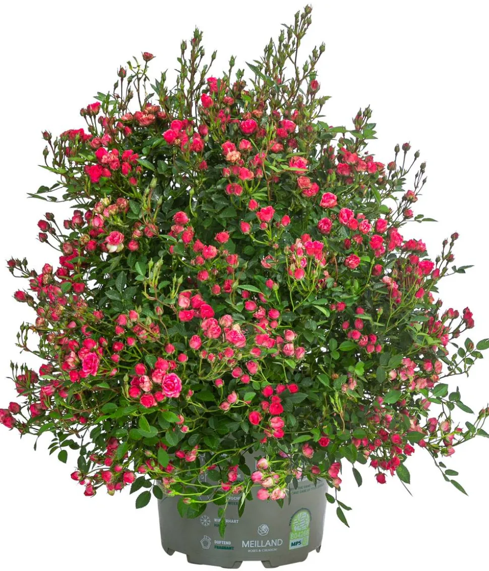 Balkonrose 'Lilly Rose®'