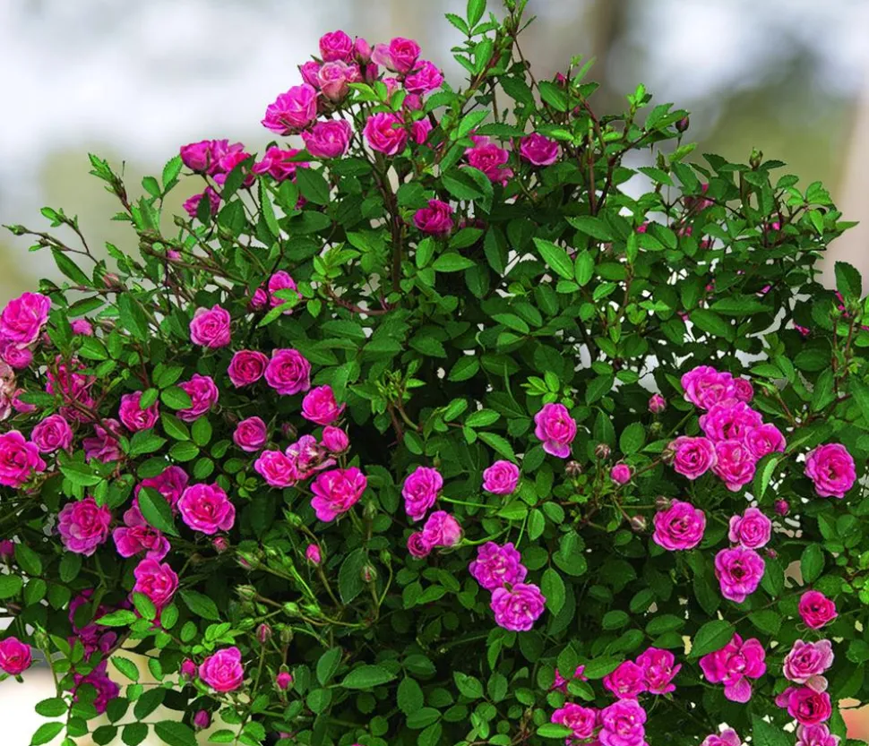 Balkonrose 'Lilly Rose®'