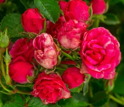 Balkonrose 'Lilly Rose®'