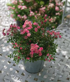 Balkonrose 'Lilly Rose®'