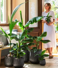 Banane 'Dwarf Cavendish'
