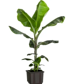 Banane 'Dwarf Cavendish'