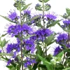 Bartblume 'Kew Blue'