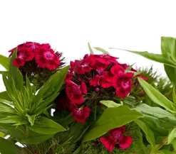 Bart-Nelke, verschiedene Farben, 6er-Schale