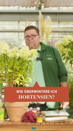 Bauern-Hortensie, ca. 15-25 cm
