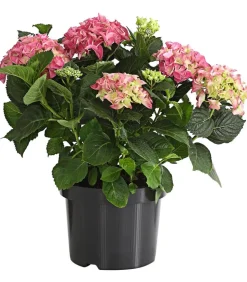 Bauern-Hortensie, ca. 30-40 cm