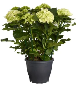 Bauern-Hortensie, ca. 40-50 cm
