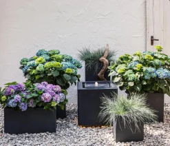 Bauern-Hortensie, ca. 15-25 cm