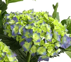 Bauern-Hortensie, ca. 30-40 cm