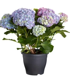 Bauern-Hortensie, ca. 40-50 cm