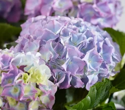 Bauern-Hortensie, ca. 40-50 cm