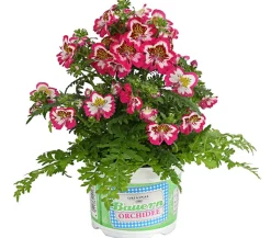 Bauernorchidee, verschiedene Farben