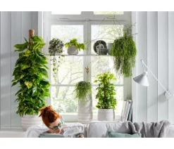 Baumfreund - Philodendron scandens 'Brasil'