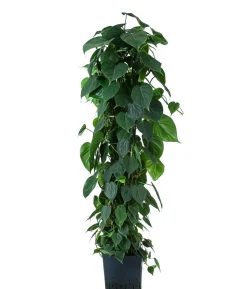 Baumfreund - Philodendron scandens, Hydrokultur