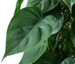 Baumfreund - Philodendron scandens, Hydrokultur