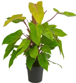 Baumfreund - Philodendron 'Painted Lady'
