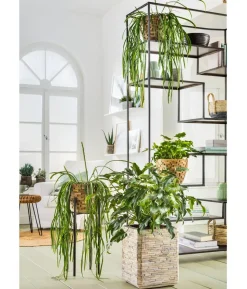 Baumfreund - Philodendron 'Little Hope'