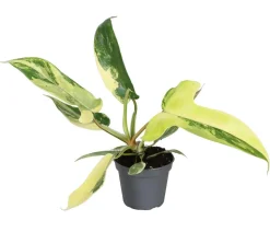 Baumfreund - Philodendron 'Florida Beauty'