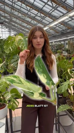 Baumfreund - Philodendron 'Florida Beauty'
