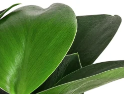 Baumfreund - Philodendron 'Green Princess'