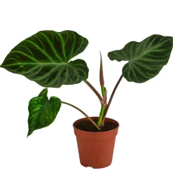 Baumfreund - Philodendron verrucosum