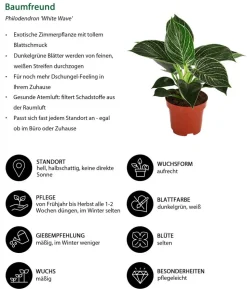 Baumfreund - Philodendron 'White Wave'