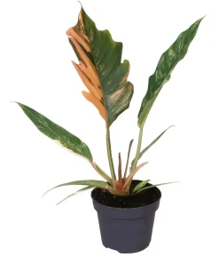 Baumfreund - Philodendron 'Caramel Marble'